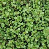 Pflanzen-Kölle Mühlenbeckia, sattgrün, Topf-Ø 9 cm, 12 Stück