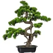 Pflanzen-Kölle Kunstpflanze Bonsai Kiefer, Höhe ca. 65 cm