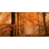Architects Paper Fototapete "Fantastic Forest" Vlies, Wand, Schräge
