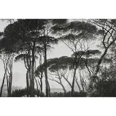 Architects Paper Fototapete "Atelier 47 Treetops 2" Wald glatt Vlies, Wand, Schräge, Decke