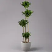 Pflanzen-Kölle Duftender Drachenbaum 'Compacta', Topf-Ø 27 cm, Höhe ca. 160 cm