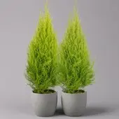 Pflanzen-Kölle Zimmerzypresse 'Goldcrest', Pyramide, Topf-Ø 17 cm, 2er-Set