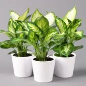 Pflanzen-Kölle Dieffenbachie 'Camilla' mit Keramiktopf Dallas weiß, Topf-Ø12cm, 3er-Set