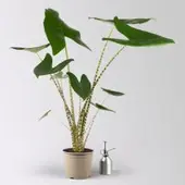 Pflanzen-Kölle Alocasia 'Zebrina', Topf-Ø 17 cm, Höhe ca. 60 cm