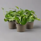 Pflanzen-Kölle Efeutute grün-gelb, Höhe ca. 15 cm, Topf-Ø 12 cm, 3 Pflanzen