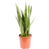 Pflanzen-Kölle Bogenhanf, Topf-Ø 17 cm, Höhe ca. 40-60 cm