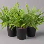 Pflanzen-Kölle Schwertfarn 'Green Lady' in Keramiktopf Dallas anthrazit, Topf-Ø 12 cm, 3er-Set