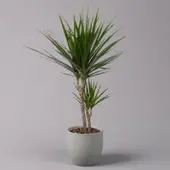 Pflanzen-Kölle Drachenbaum, Topf-Ø 17 cm, Höhe ca. 70 cm