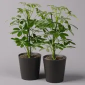 Pflanzen-Kölle Strahlenaralie 'Nora', Topf-Ø 13 cm , inkl. Übertopf anthrazit, 2 Pflanzen