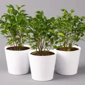 Pflanzen-Kölle Birkenfeige 'Natasja' inkl. Übertopf weiß, Topf 12cmØ, Höhe ca. 25cm, 3er-Set