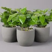 Pflanzen-Kölle Kaffeepflanze, Topf-Ø 12 cm, Höhe ca. 25 cm, 3er-Set