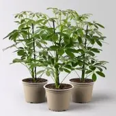 Pflanzen-Kölle Strahlenaralie 'Nora', Topf-Ø 13 cm, Höhe ca. 55 cm, 3 Pflanzen