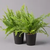 Pflanzen-Kölle Schwertfarn 'Green Lady' in Keramiktopf Dallas anthrazit, Topf-Ø12cm, 2er-Set