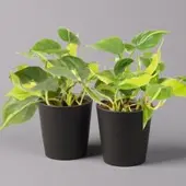 Pflanzen-Kölle Philodendron 'Brasil' in Keramiktopf Dallas anthrazit, Topf-Ø 12cm, 2er-Set
