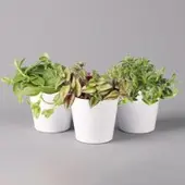 Pflanzen-Kölle Dreimasterblume in Keramiktopf weiß, nach Verfügbarkeit, Topf-Ø 12 cm, 3er-Set