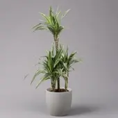 Pflanzen-Kölle Duftender Drachenbaum 'Warneckii', Topf-Ø 21 cm, Höhe ca. 115 cm