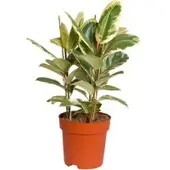 Pflanzen-Kölle Gummibaum 'Tineke', Topf-Ø 27 cm, Höhe ca. 85 cm
