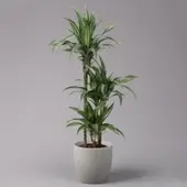 Pflanzen-Kölle Duftender Drachenbaum 'Ulises', Topf-Ø 21 cm, Höhe ca. 110 cm