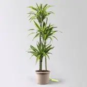 Pflanzen-Kölle Duftender Drachenbaum 'Lemon Lime', Topf-Ø 24 cm, , Höhe ca. 140 cm