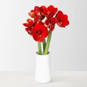 Pflanzen-Kölle 3 rote Amaryllis 'Ferrari'