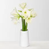 Pflanzen-Kölle 3 weiße Amaryllis 'White Sensation'