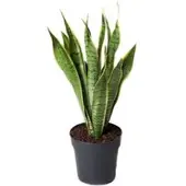 Pflanzen-Kölle Bogenhanf, Topf-Ø 19 cm, Höhe ca. 60 cm