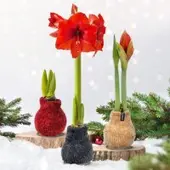 Pflanzen-Kölle Amaryllis in Wachs, Dekor 'Pulli Cozy Teddy', Farbe zufällig, Blüte rot