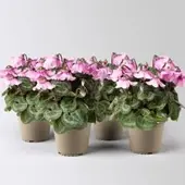 Pflanzen-Kölle Alpenveilchen 'Petticoat Lightpink' hellrosa, Topf-Ø 10,5 cm, 4 Pflanzen