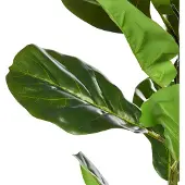 Beliani Fiddle Leaf Tree
