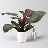 Pflanzen-Kölle Philodendron 'Sunlight', inkl. Übertopf Dallas weiß, Topf-Ø 12cm