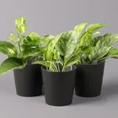 Pflanzen-Kölle Efeutute 'Marble Queen' inkl. Topf Dallas anthrazit, Topf-Ø 12 cm, 3 Pflanzen