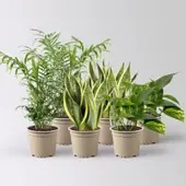 Pflanzen-Kölle Grünpflanzen-Set Guter Schlaf pflegeleicht, Topf-Ø 12 cm, 6 Pflanzen