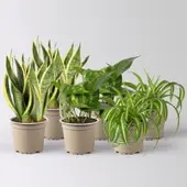 Pflanzen-Kölle Grünpflanzen-Set Saubere Luft buntlaubig, Topf-Ø 12 cm, 6 Pflanzen