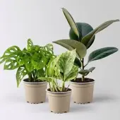 Pflanzen-Kölle Grünpflanzen-Set Pflegeleicht, Topf-Ø 12 cm, 3 Pflanzen