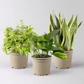 Pflanzen-Kölle Grünpflanzen-Set Guter Schlaf buntblättrig, Topf-Ø 12 cm, 3 Pflanzen
