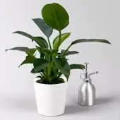 Pflanzen-Kölle Philodendron 'Green Princess', inkl. Übertopf Dallas weiß, Topf-Ø 12cm