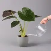 Pflanzen-Kölle Alocasia 'Wentii', Topf-Ø 17 cm, Höhe ca. 60 cm