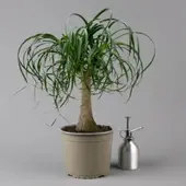 Pflanzen-Kölle Elefantenfuß, Topf-Ø 19 cm, Höhe ca. 50 cm