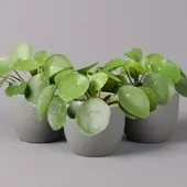 Pflanzen-Kölle Chinesischer Geldbaum, Topf-Ø 12 cm, Höhe ca. 20 cm, 3 Pflanzen