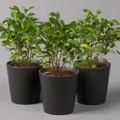 Pflanzen-Kölle Birkenfeige 'Natasja' in Übertopf anthrazit, Topf 12cmØ, Höhe ca. 25cm, 3er-Set