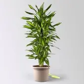 Pflanzen-Kölle Duftender Drachenbaum 'Hawaiian Sunshine', Topf-Ø 27 cm, H: ca. 100 cm