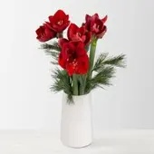 Pflanzen-Kölle Schnittblumen-Mix aus 3 weihnachtsroten Amaryllis & 3 Seidenkiefer
