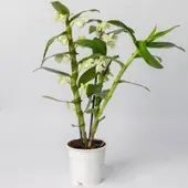 Pflanzen-Kölle Dendrobium, weiß, Topf-Ø 12 cm, Höhe ca. 50-60 cm