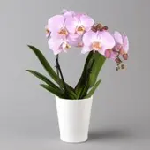Pflanzen-Kölle Schmetterlingsorchidee 'Spirit', inkl. Keramiktopf, pink, Topf-Ø 12 cm