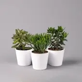 Pflanzen-Kölle Geldbaum Mix, verschiedene Formen, Topf-Ø 12cm, in Keramiktopf weiß, 3 Pflanzen