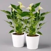 Pflanzen-Kölle Flamingoblumen Mix inkl. Übertopf Dallas weiß, Topf-Ø 12 cm, 2er-Set