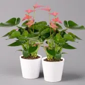Pflanzen-Kölle Flamingoblumen, pink inkl. Übertopf Dallas weiß, Topf-Ø 12 cm, 2 Pflanzen