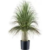 Pflanzen-Kölle Kunstpflanze Beaucarnea, Höhe ca. 60 cm