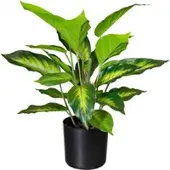 Pflanzen-Kölle Künstliche Dieffenbachie, Höhe ca. 45 cm