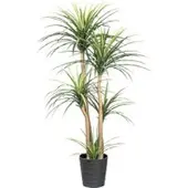 Pflanzen-Kölle Künstliche Dracaena, Höhe ca. 160 cm